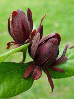 Arbre Pompadour, Arbre aux anémones / Calycanthus floridus